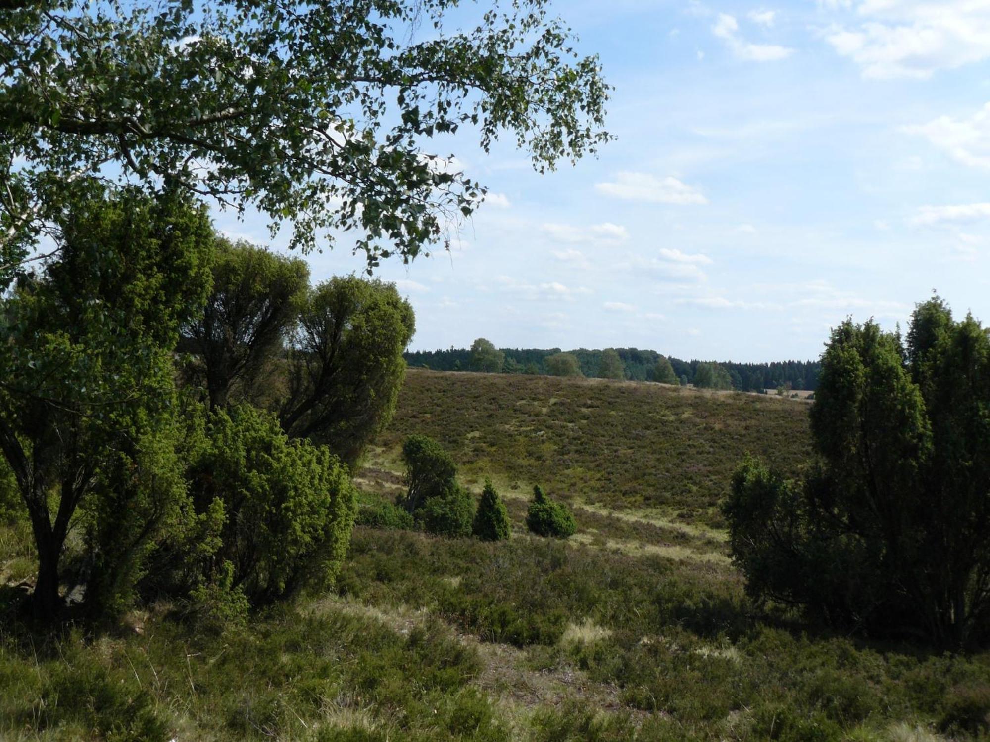 Holiday Home In Wietzendorf In The L Neburg Heath With A View Of The Countryside Eksteriør bilde